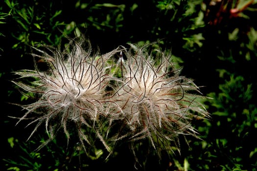 photographed flowers in the garden and home