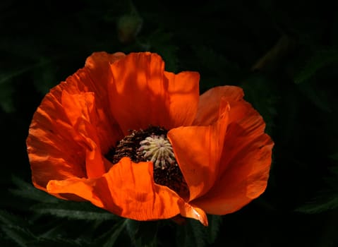 photographed flowers in the garden and home