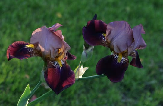 photographed flowers in the garden and home