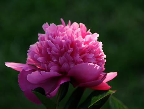 photographed flowers in the garden and home