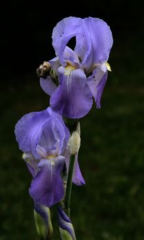 photographed flowers in the garden and home