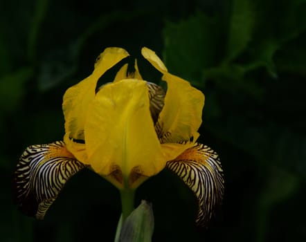 photographed flowers in the garden and home