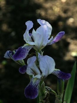 photographed flowers in the garden and home