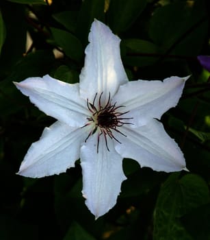 photographed flowers in the garden and home