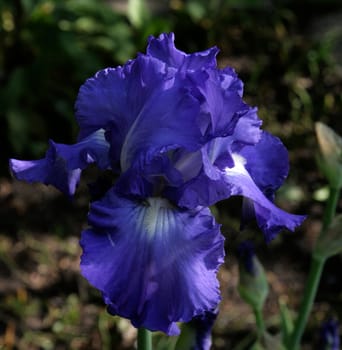 photographed flowers in the garden and home