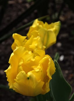 photographed flowers in the garden and home