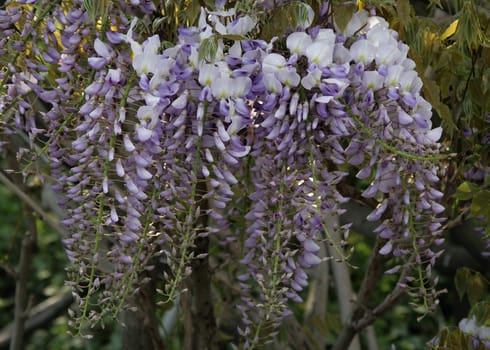 photographed flowers in the garden and home