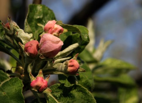 photographed flowers in the garden and home