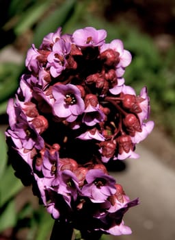 photographed flowers in the garden and home