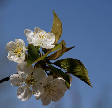 photographed flowers in the garden and home