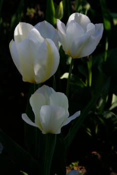 photographed flowers in the garden and home