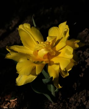 photographed flowers in the garden and home