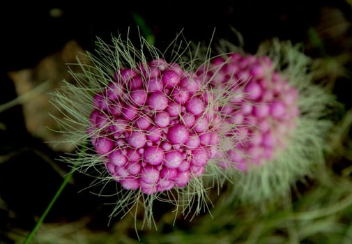 photographed flowers in the garden and home