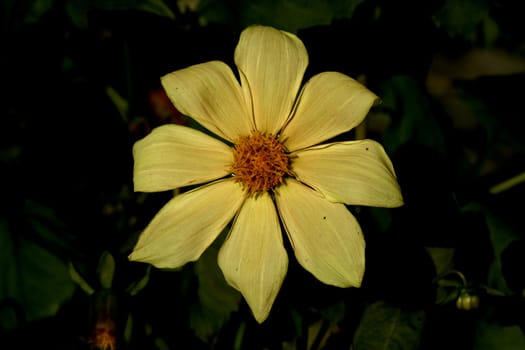 photographed flowers in the garden and home