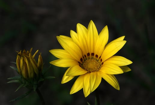 photographed flowers in the garden and home