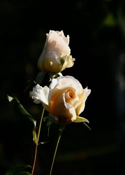 photographed flowers in the garden and home