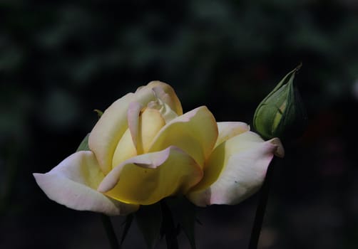 photographed flowers in the garden and home