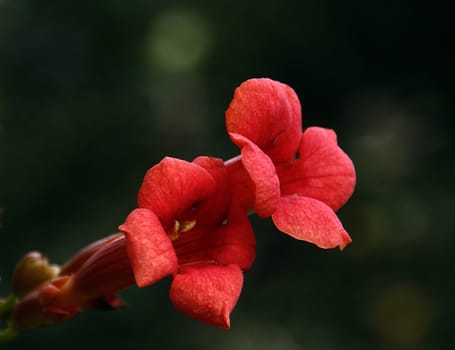 photographed flowers in the garden and home