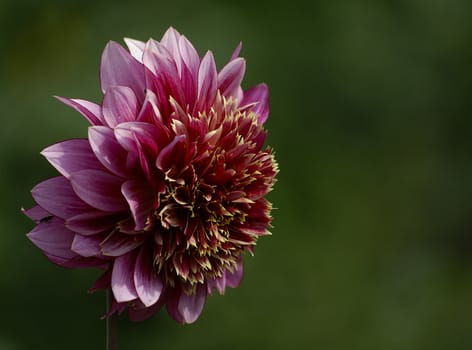 photographed flowers in the garden and home