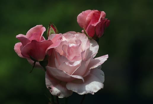 photographed flowers in the garden and home