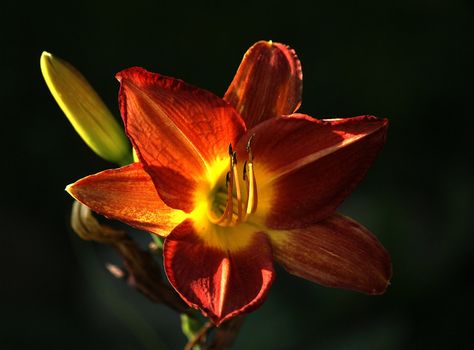 
photographed flowers in the garden and home