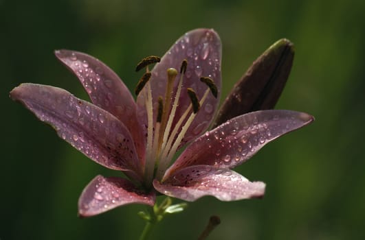 photographed flowers in the garden and home