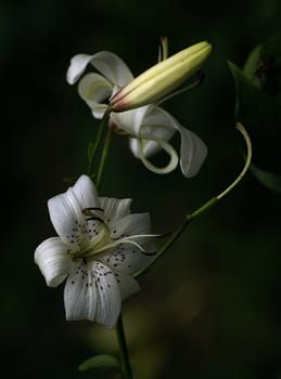 photographed flowers in the garden and home