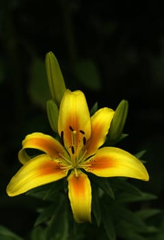 photographed flowers in the garden and home