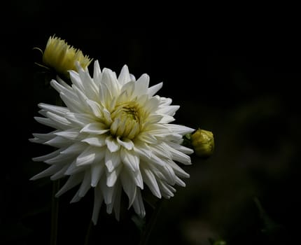 photographed flowers in the garden and home