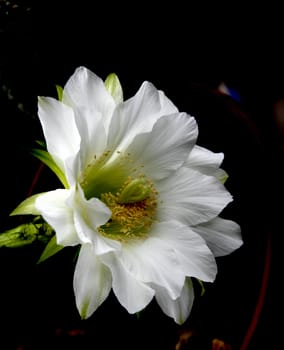 photographed flowers in the garden and home