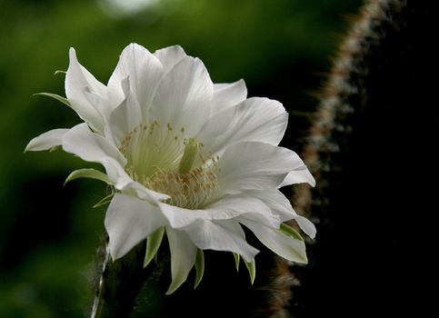 photographed flowers in the garden and home