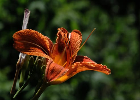 photographed flowers in the garden and home