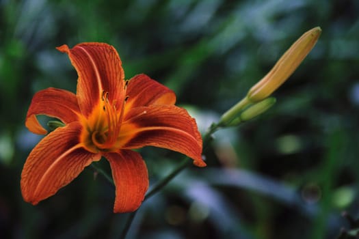 photographed flowers in the garden and home