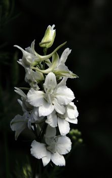 photographed flowers in the garden and home