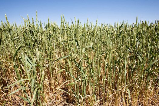 Wheat in a field against a clear blue sky taken from a low vantage point.