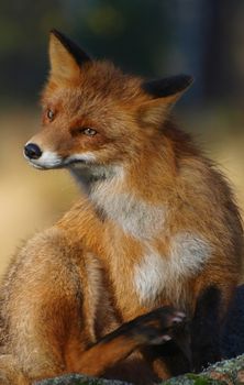 Red Fox