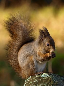 Red squirrel