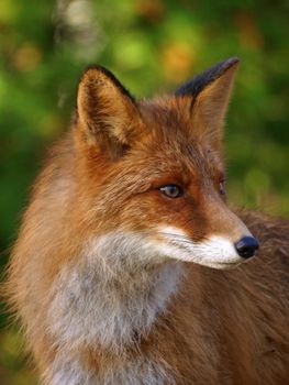 Red Fox