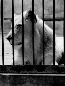 Lion in a cage