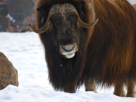 musk ox