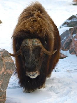 musk ox