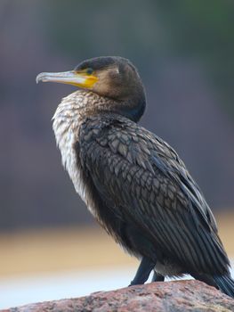 cormorant