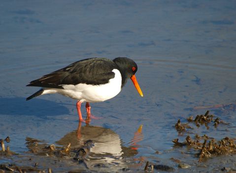 oystercatcher