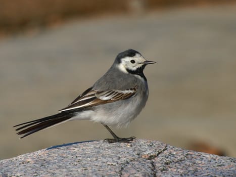 White Wagtail