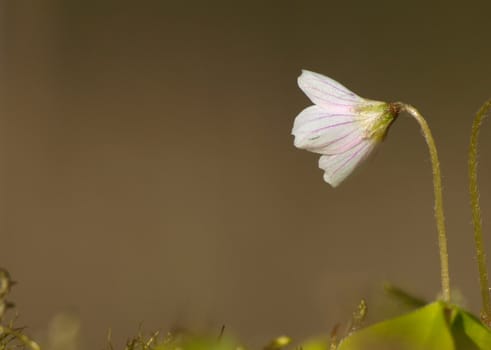 Spring flower