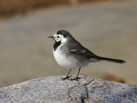 White Wagtail