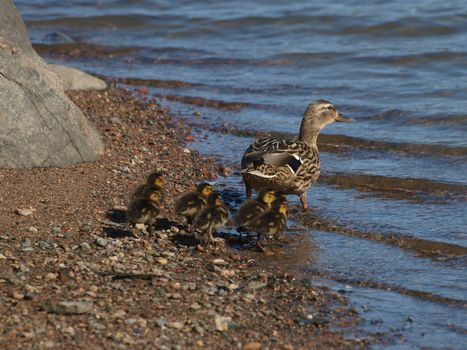   Mallard with ducklings