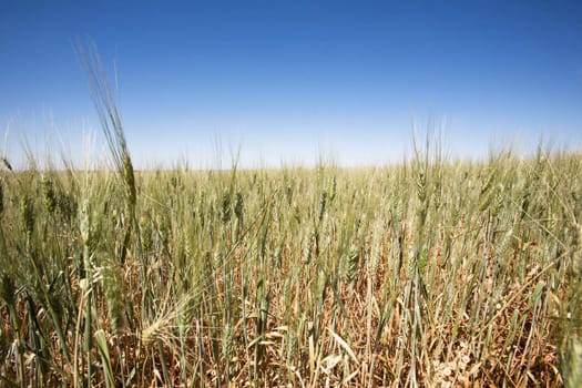 A close up of a wheat field against a large flat horizon