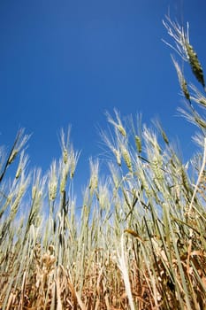 Wheat in a field against a clear blue sky taken from a low vantage point.