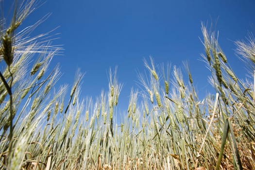 Wheat in a field against a clear blue sky taken from a low vantage point.